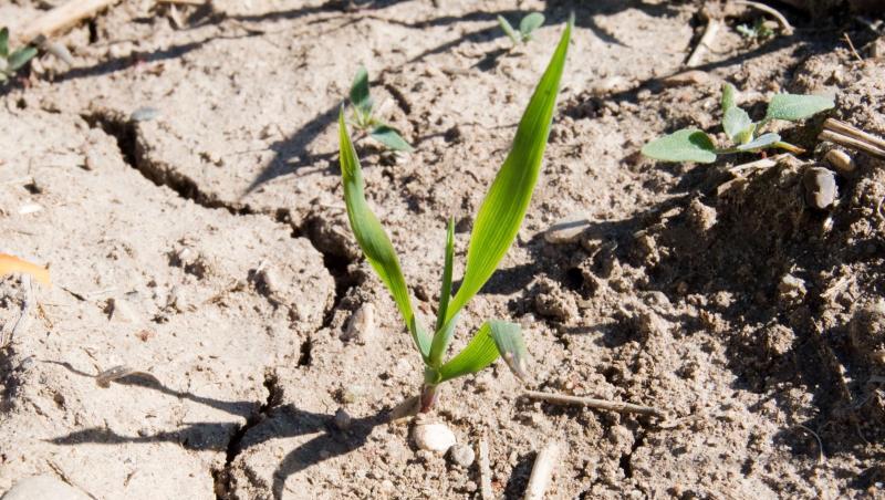 Vor allem der Dürresommer bedroht die landwirtschaftliche Produktion. Vor allem der Dürresommer bedroht die landwirtschaftliche Produktion.