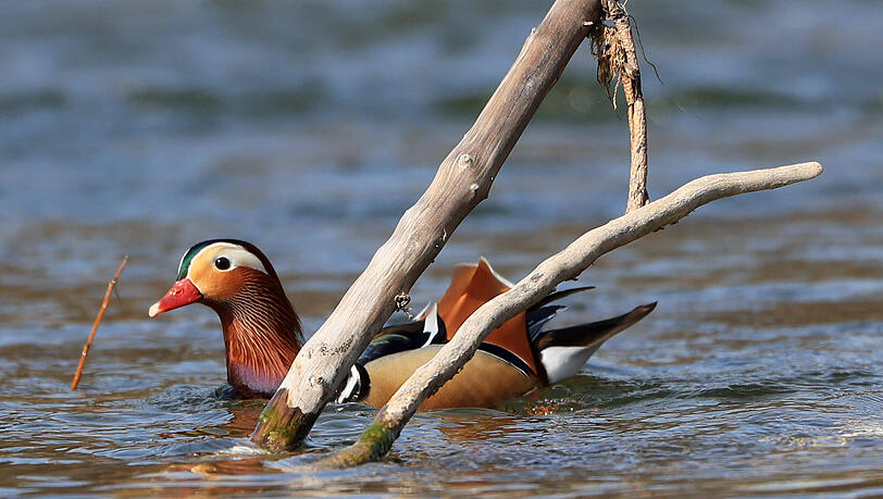 Die Mandarinente ist schon länger im Raum München - wie hier an der Isar - angesiedelt. Sie übersteht die Winter ohne Probleme und zieht eigentlich nur bei komplett zugefrorenen Gewässern weiter. (Symbolbild)