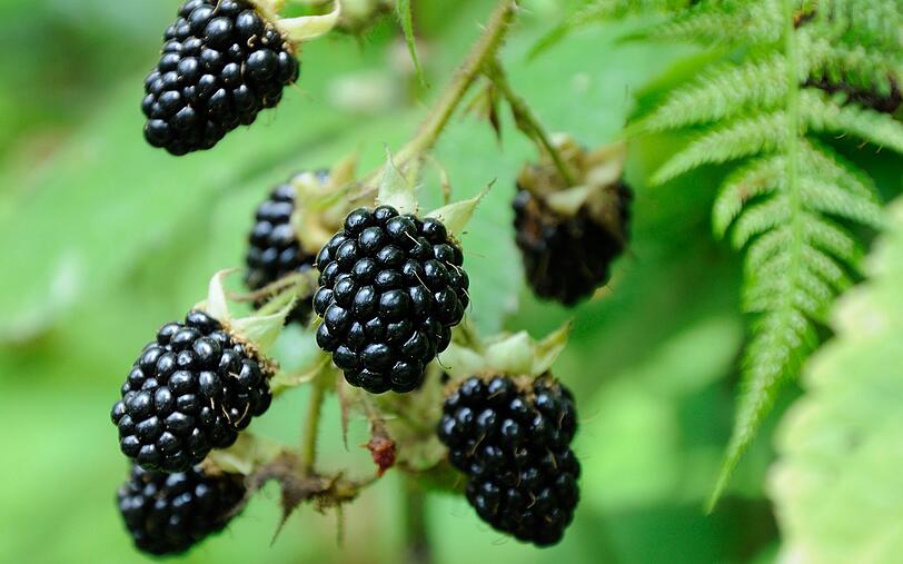 Die Brombeere schaffte es auf Platz 38 der gesündesten Lebensmittel. Wenn Sie häufig Brombeeren essen, schützen Sie Ihre Zellen vor freien Radikalen und stärken Ihr Immunsystem. Die dunklen Beeren wirken sich außerdem durch das enthaltene Provitamin A positiv auf den Sehnerv aus und regen obendrein die Verdauung an. Die Brombeere schaffte es auf Platz 38 der gesündesten Lebensmittel. Wenn Sie häufig Brombeeren essen, schützen Sie Ihre Zellen vor freien Radikalen und stärken Ihr Immunsystem. Die dunklen Beeren wirken sich außerdem durch das enthaltene Provitamin A positiv auf den Sehnerv aus und regen obendrein die Verdauung an.