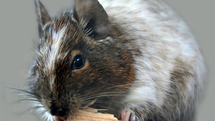 BILBO (1 Jahr) ist neugierig und recht dominant. Degus sind soziale Tiere und sollten mindestens zu zweit gehalten werden. Sie brauchen ein großes Gehege mit mehreren Ebenen und einem Sandbad. Außerdem müssen sie ihre Zähne an Ästen abnutzen können.