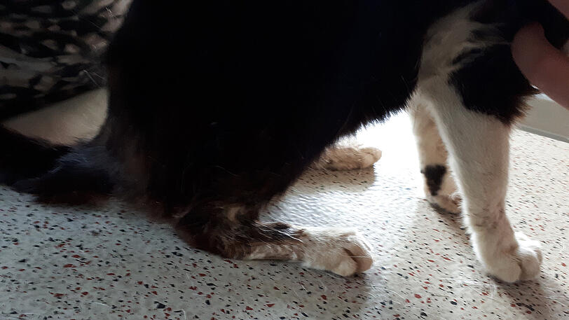 Die Katzen verwahrlosen auf dem Hof, etliche von ihnen waren von unzähligen Fliegenlarven übersät. Der Zustand einiger Tiere war so verheerend, dass sie eingeschläfert werden mussten.