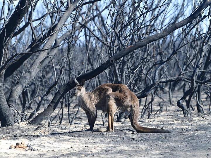 Ein Känguru im Flinder Chase National Park auf Kangaroo Island, südwestlich von Adelaide.