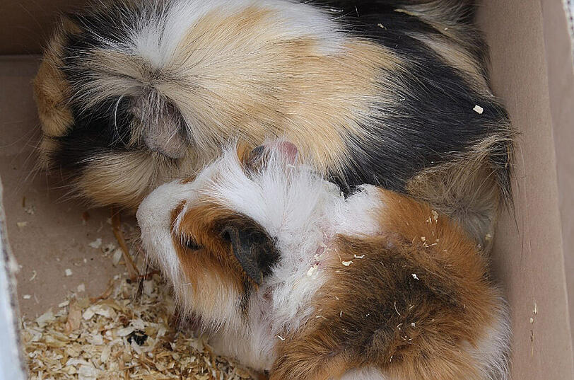 Arme Viecherl: Diese zwei verstörten Meerschweinchen dürfen sich jetzt erst einmal erholen.