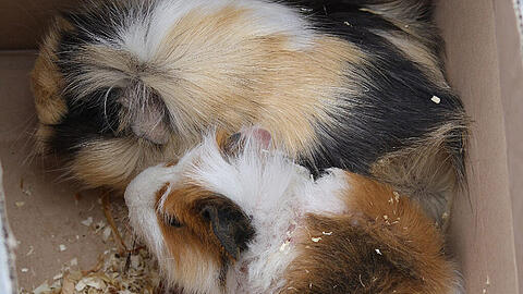 Arme Viecherl: Diese zwei verstörten Meerschweinchen dürfen sich jetzt erst einmal erholen.