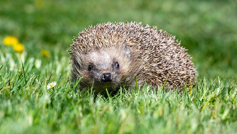 Der Igel ist zwar weit verbreitet, seine Best&auml;nde gehen aber zur&uuml;ck. (Archivbild)