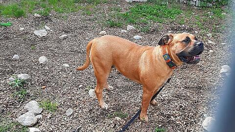 Einer der beißenden Boerboels des 59-jährigen Hundehalters aus Riem.