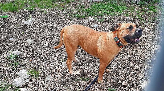 Einer der beißenden Boerboels des 59-jährigen Hundehalters aus Riem.