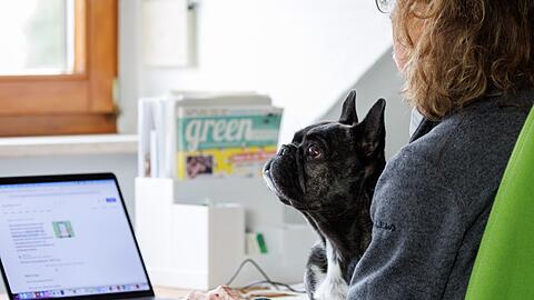 Die Französische Bulldogge Klärchen vom Münchhof im Büro der Werbeagentur media4nature auf dem Schoß einer Mitarbeiterin.