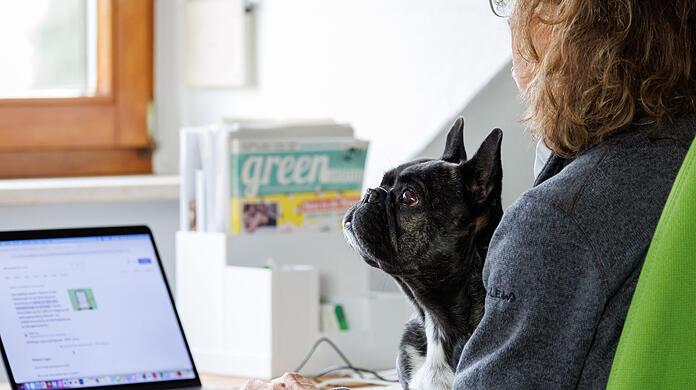 Die Französische Bulldogge Klärchen vom Münchhof im Büro der Werbeagentur media4nature auf dem Schoß einer Mitarbeiterin.