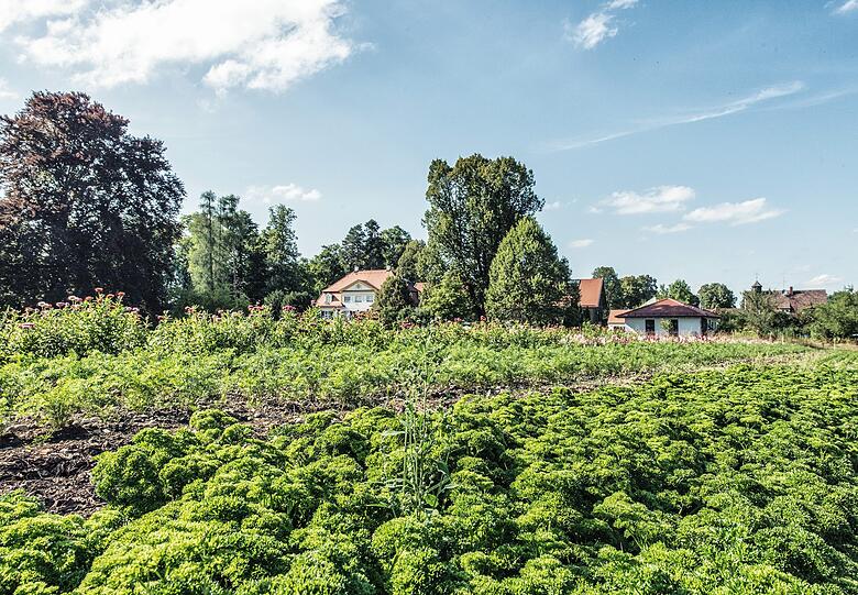 Viele Zutaten für die Gerichte holt sich der Küchenchef zum Teil vom eigenen Gemüsefeld direkt am Schlossgut