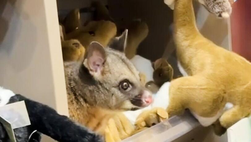 Zwischen kuscheligen K&auml;ngurus blickte pl&ouml;tzlich ein tierischer Gast einem Kunden entgegen.