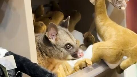 Zwischen kuscheligen K&auml;ngurus blickte pl&ouml;tzlich ein tierischer Gast einem Kunden entgegen.