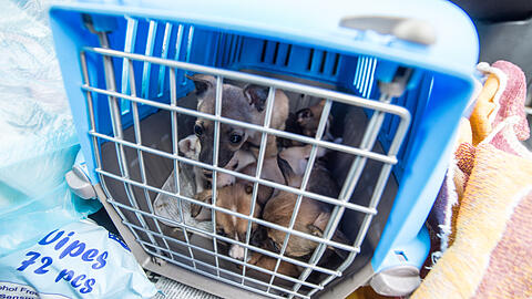 Die Welpen wurden unter tierquälerischen Bedingungen transportiert. (Symbolbild)