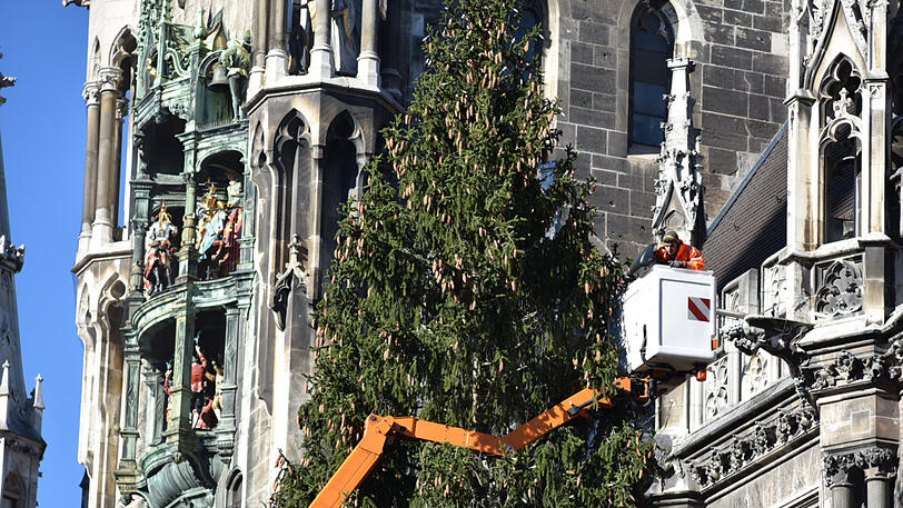 Bilder vom Christbaum-Aufbau am Marienplatz: Seit Montagmorgen steht die 30-Meter-Fichte im Herzen der Stadt.