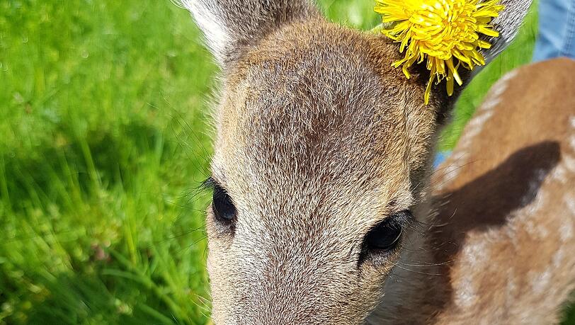 Hermine brauchte anfangs so viel Aufmerksamkeit wie ein menschliches Baby.
