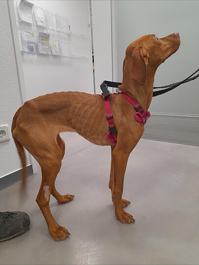 So sah die abgemagerte Bella noch vor einigen Monaten aus. Inzwischen konnte sie von den Tierschützern aufgepäppelt werden. So sah die abgemagerte Bella noch vor einigen Monaten aus. Inzwischen konnte sie von den Tierschützern aufgepäppelt werden.