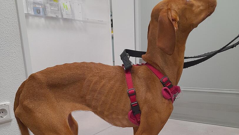 So sah die abgemagerte Bella noch vor einigen Monaten aus. Inzwischen konnte sie von den Tierschützern aufgepäppelt werden. So sah die abgemagerte Bella noch vor einigen Monaten aus. Inzwischen konnte sie von den Tierschützern aufgepäppelt werden.