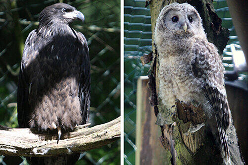 Vom weißen Kopf noch nichts zu sehen: Ein junger Weißkopf-Seeadler (li.). Der junge Uralkauz im Nürnberger Tiergarten lebt bald im Bayerischen Wald.