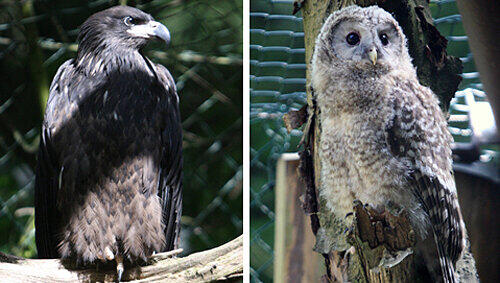 Vom weißen Kopf noch nichts zu sehen: Ein junger Weißkopf-Seeadler (li.). Der junge Uralkauz im Nürnberger Tiergarten lebt bald im Bayerischen Wald. Vom weißen Kopf noch nichts zu sehen: Ein junger Weißkopf-Seeadler (li.). Der junge Uralkauz im Nürnberger Tiergarten lebt bald im Bayerischen Wald.