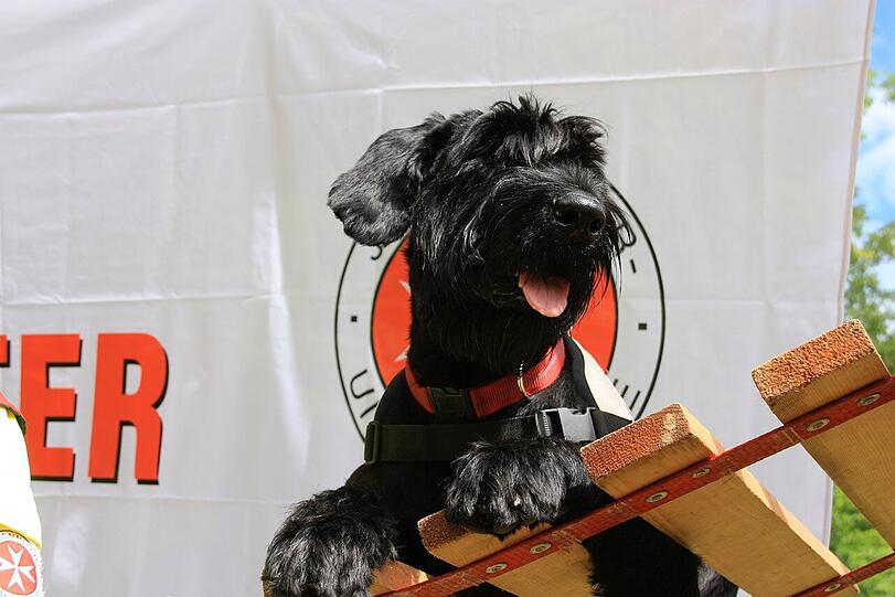 Jetzt ist Schluss: Hundedame "Kiwi" verabschiedet sich in ihre wohlverdiente "Hunderente".