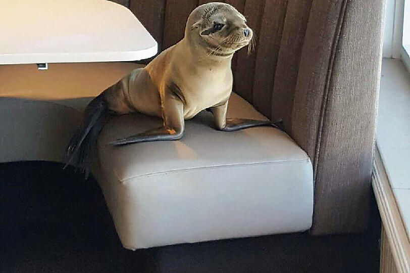 Tierischer Gast in einem kalifornischen Luxusrestaurant