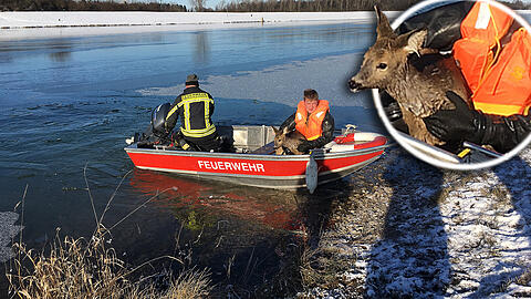 Mit einem Boot konnten die Einsatzkräfte das Reh aus dem eiskalten Wasser ziehen und an Land bringen.