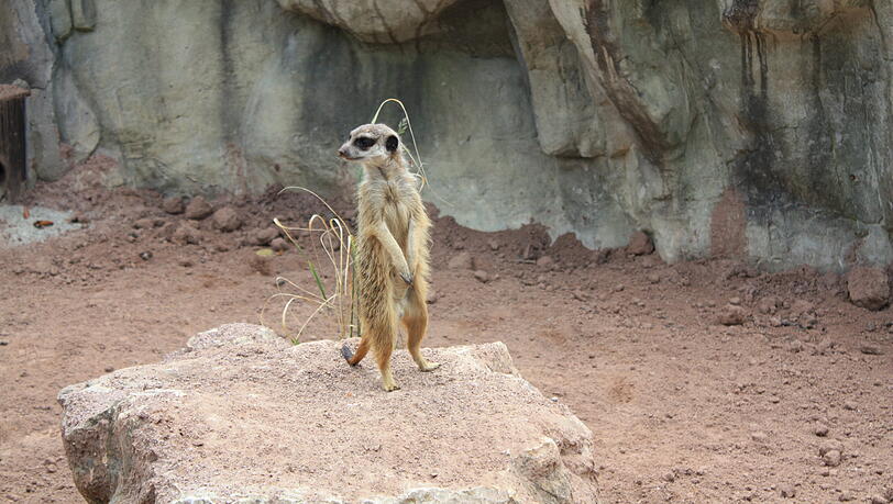 Ein neues Erdmännchen in seiner Anlage im Tierpark Hellabrunn.