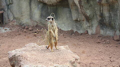 Ein neues Erdmännchen in seiner Anlage im Tierpark Hellabrunn.