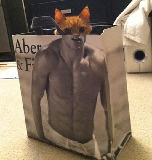 Nein Katze, du wirst niemals den Körper eines Abercrombie-Models haben. Aber ein Versuch war es wert.