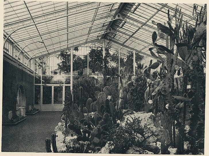 Die halle C, östliche Mittelhalle, war früher mit großen Sukkulenten und Kakteen bepflanzt. Die Halle ist jetzt den Sukkulenten und trockenheitsliebenden Pflanzen aus Afrika und Madagaskar gewidmet, wie Aloen, Euphorien und Drachenbaum.