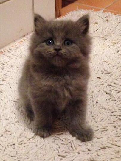 Loulou