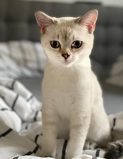 Enzo