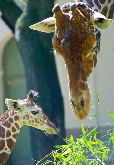 Auch Giraffenvater Togo passt gut auf seine Tochter auf. Hier fressen die beiden zusammen Bambusblätter.