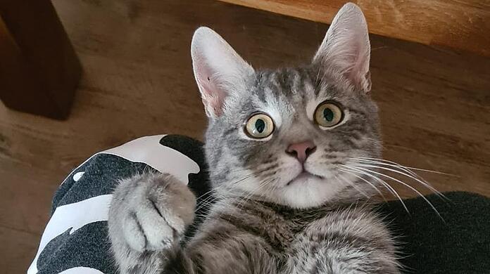 Lui ist verschwunden. Wer ihn findet, bekommt 2500 Euro, so sein Besitzer.