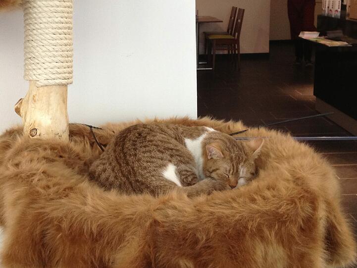 Kater Gizmo, der "Chef" im Katzencafé, ist auf seinem Schlafplatz gut getarnt.