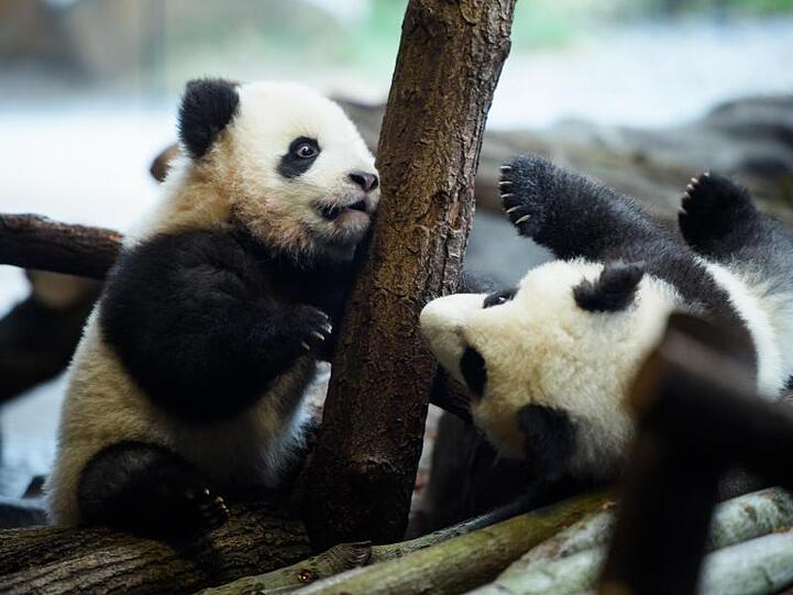 Erster Ausflug der Panda-Zwillinge Meng Xiang (l, Pit) und Meng Yuan (Paule).