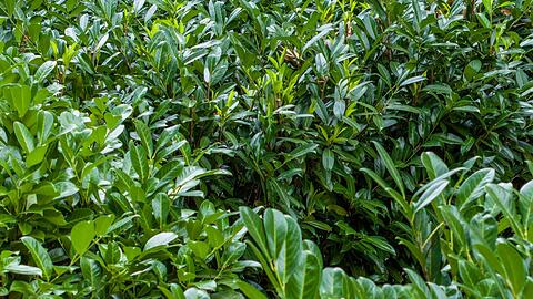 Kirschlorbeer ist wie Hortensien und Forsythien &ouml;kologisch nahezu wertlos. (Archivbild)