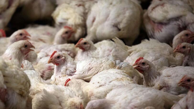 Im Landkreis Mühldorf am Inn droht 30.000 Masthähnchen der Tod. (Symbolbild) Im Landkreis Mühldorf am Inn droht 30.000 Masthähnchen der Tod. (Symbolbild)