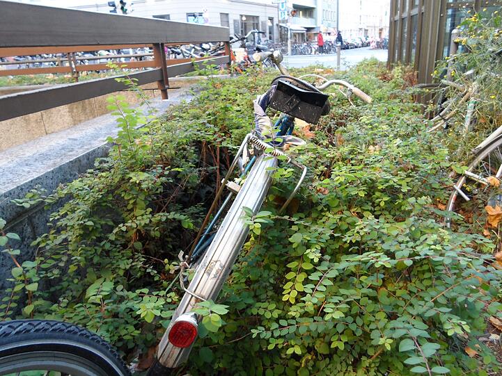 Das alte Radl hat sich in seine Umgebung integriert - es ist schon fast komplett von der Hecke überwuchert.