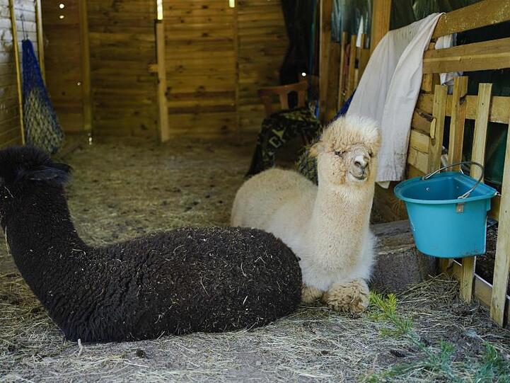 Alpakas liegen in einem Verschlag in der Alpakafarm "Hirtenaue".