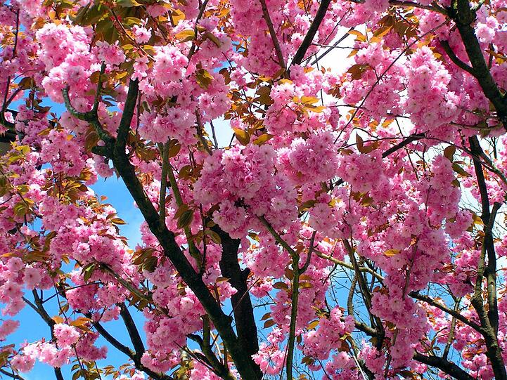 Kirschblüte