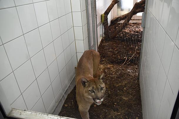 Mit seinem Schicksal fieberten viele mit: Puma Pele, ehemals Penelope. Mit seinem Schicksal fieberten viele mit: Puma Pele, ehemals Penelope.