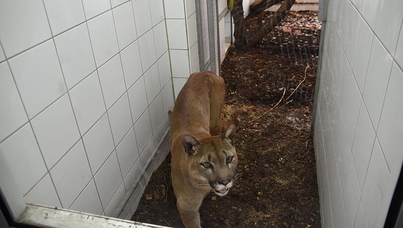 Mit seinem Schicksal fieberten viele mit: Puma Pele, ehemals Penelope. Mit seinem Schicksal fieberten viele mit: Puma Pele, ehemals Penelope.