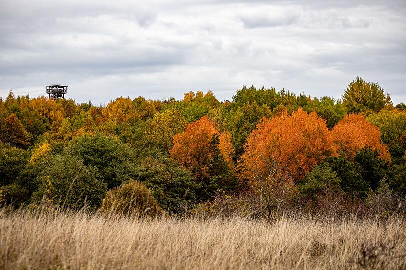 Der Nationalpark Hainich in Thüringen ist ein echter Geheimtipp und mit 130 Quadratkilometer Fläche das größte zusammenhängende Laubwaldgebiet Deutschlands. Die Rotbuche dominiert hier. Im Herbst färben sich die Baumkronen des Waldes rot, orange und goldgelb - ein atemberaubender Anblick, den man vom Baumkronenpfad bei Bad Langensalza aus von oben bestaunen kann. Der Nationalpark Hainich in Thüringen ist ein echter Geheimtipp und mit 130 Quadratkilometer Fläche das größte zusammenhängende Laubwaldgebiet Deutschlands. Die Rotbuche dominiert hier. Im Herbst färben sich die Baumkronen des Waldes rot, orange und goldgelb - ein atemberaubender Anblick, den man vom Baumkronenpfad bei Bad Langensalza aus von oben bestaunen kann.