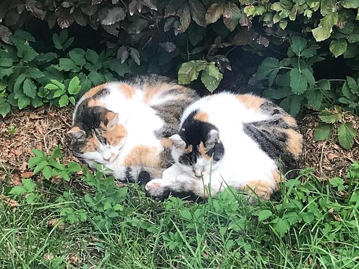 Die Katzen Mogli und Momo liegen bei den Stallungen der Polizei-Reiterstaffel im Gras. Foto: Polzeipräsidium München/Archivbild