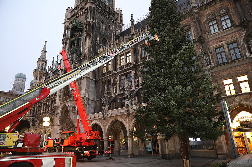 Der Christbaum am Münchner Marienplatz ist eine 22 Meter hohe heimische Fichte aus der Gemeinde Steingaden.