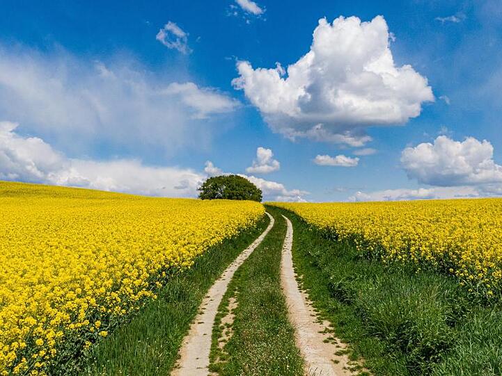 Ein Weg führt zwischen zwei blühenden Rapsfeldern. Foto: Armin Weigel