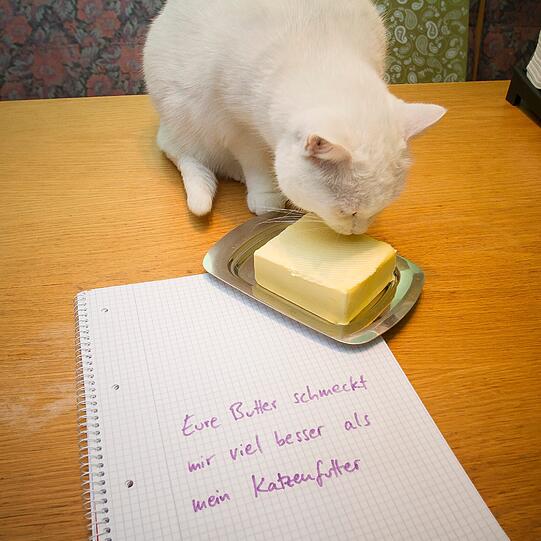 Auch diese Aussage dürfte stimmen. Butter können die meisten Katzen nur schwer widerstehen.