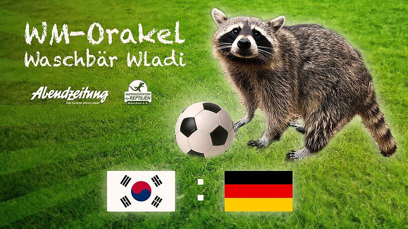 Südkorea gegen Deutschland: WM-Orakel Waschbär Wladi hat auch diese WM-Partie durchgespielt.