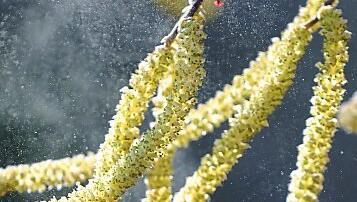 Haselpollen fliegen schon.